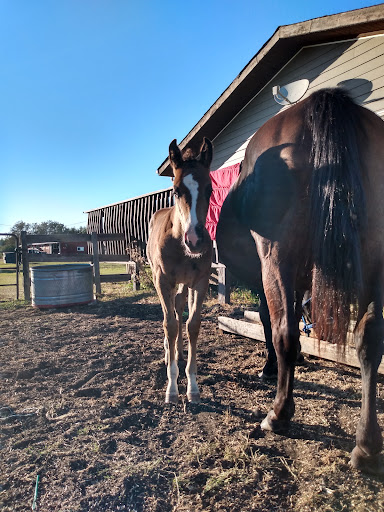 SB Ranch - Visual