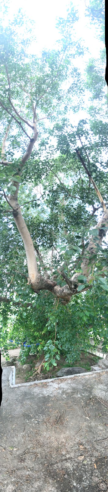 Photos of Darshanapura Bodhiya