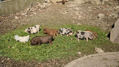Photos of Doppelmayr Zoo