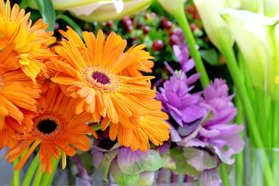 Photos of Black Tulip Flowers (Matajer Mall - Sharjah)