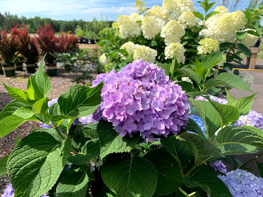 A+ Garden Center - Thumbnail