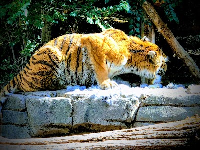 Asian Highlands at Hogle Zoo