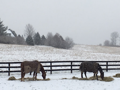 Horse Boarding at Integrative Animal Care - Thumbnail