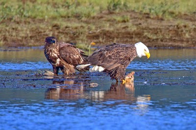 Photos of Weaver Creek Spawning Channel