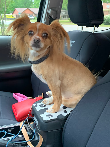 Debbie's Wagging Tails Grooming - Thumbnail