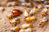 ARGIA DIAGNOSTIC Béarn à Buzy