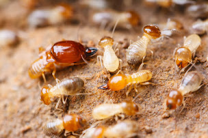 Photo n°1 de ARGIA DIAGNOSTIC Béarn à Buzy (Expert immobilier)