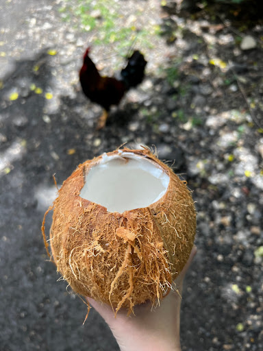 Kualoa Coconut Man - Thumbnail