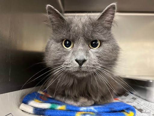 City of Great Falls Animal Shelter - Thumbnail