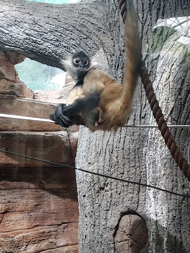 Primate House - Visual