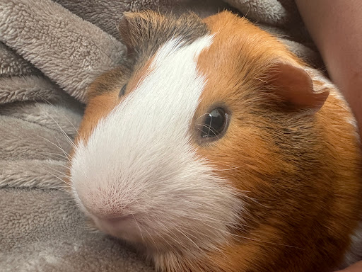 LA Guinea Pig Rescue - Thumbnail