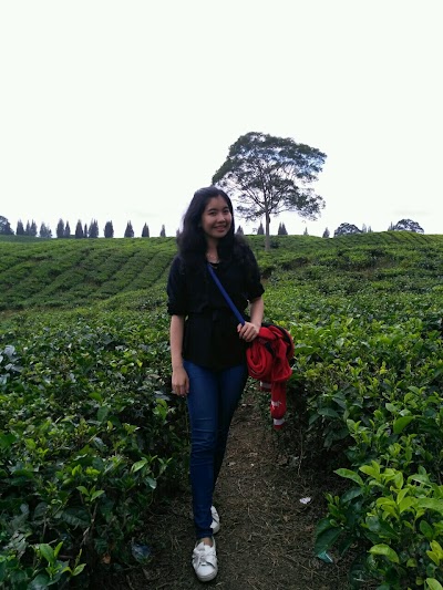 Photos of Tea Gardens Bah Butong Sidamanik