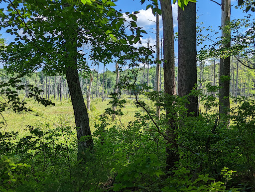 Harold Parker State Forest - Thumbnail