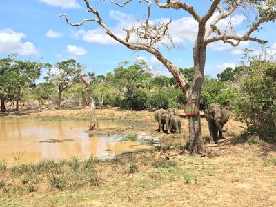 Photos of Ceylon Safari
