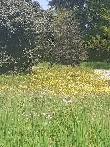 Gramond Woods - Thumbnail