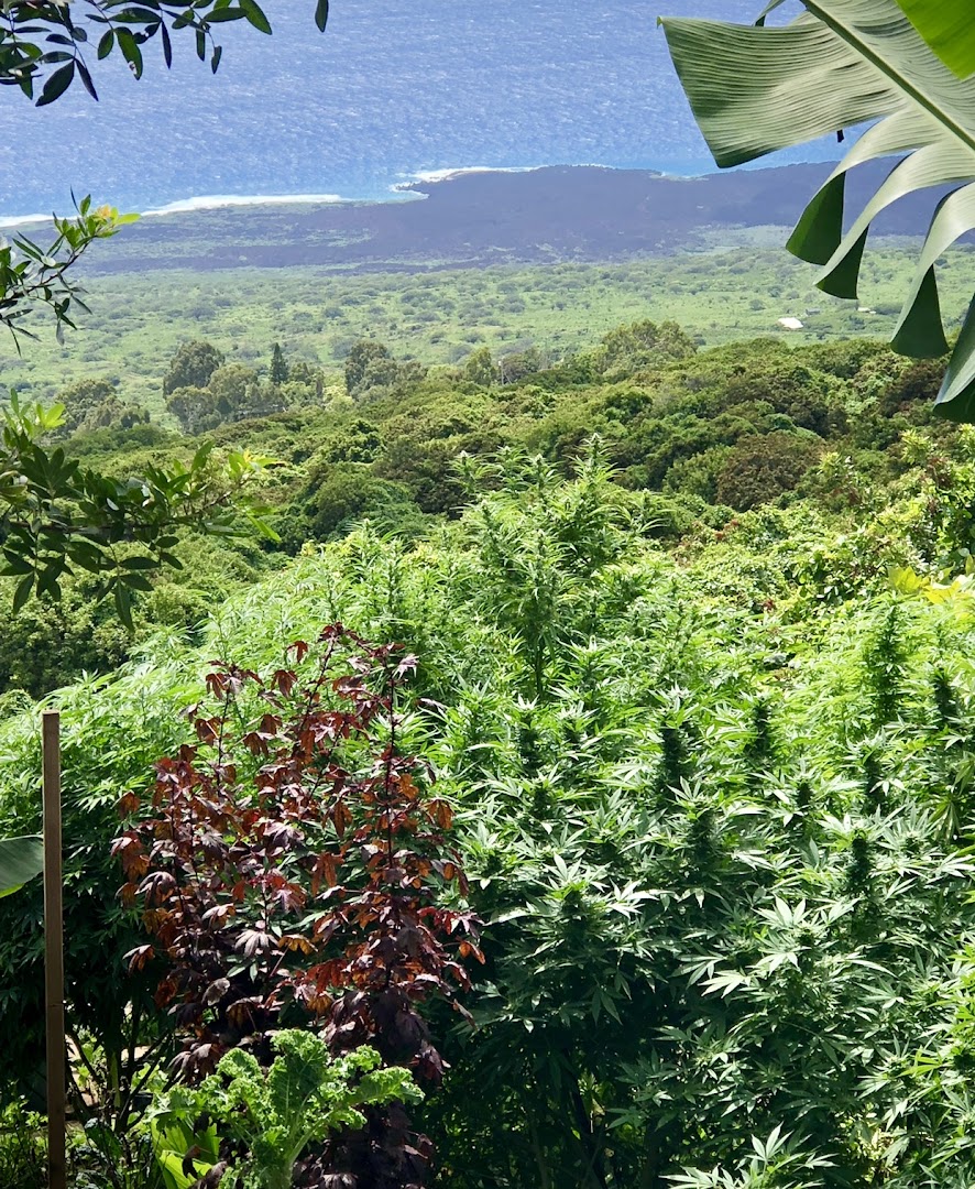 Maui CBD Collective @ 808 Wellness Center photo 3