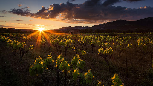 Carter Bale Wines Logo