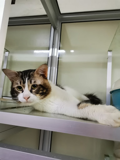 NEKO'S Cat Boarding Sungai Petani