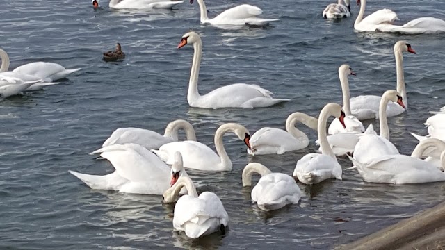 Réserve Naturelle de l'Île-du-Rohrschollen