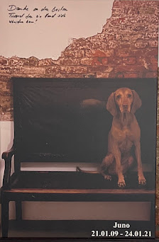 Bild: D. Kauffmann - H22 Tierarzt Hamburg Uhlenhorst Hund