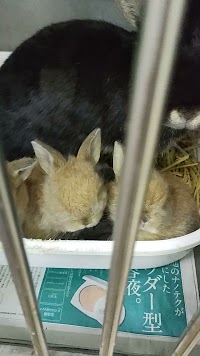 高山ペットショップ館町本店