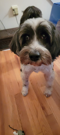 Heidi's Pet Grooming - Thumbnail