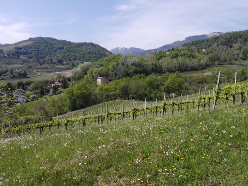 Cantine Miraval di Miraval Ferdinando - Azienda Agricola - Thumbnail