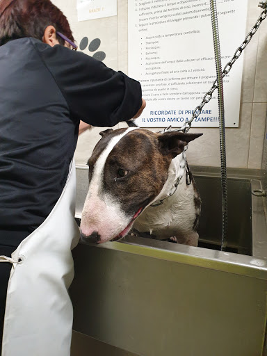 Dog Shower Point Macerata - Thumbnail