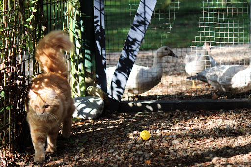 Four Foot Lodge Boarding Kennel & Cattery - Thumbnail