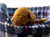 ロイヤルカニッシュ