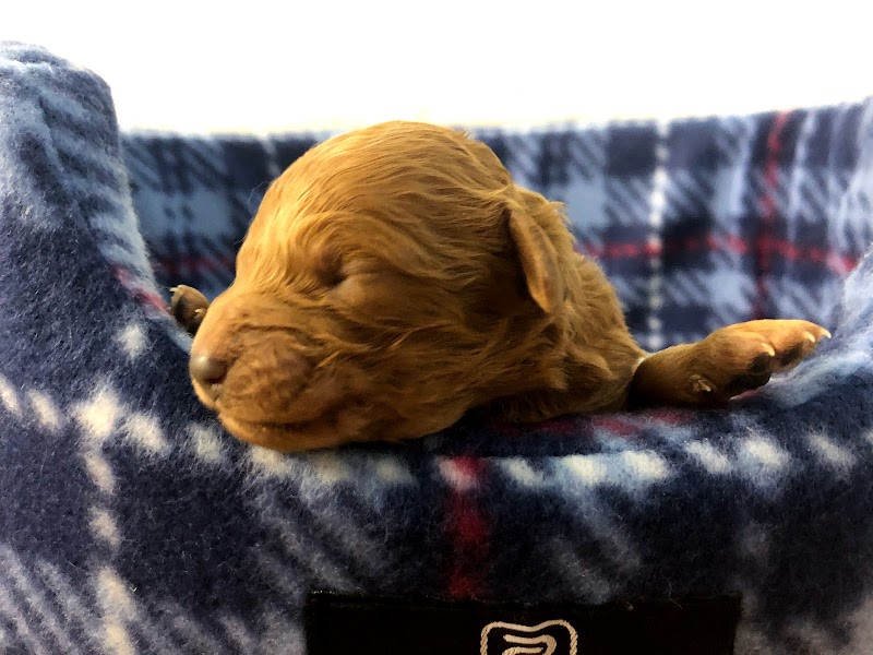 ロイヤルカニッシュ