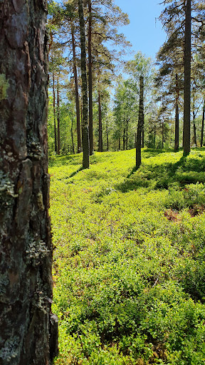 Visjön - Visual