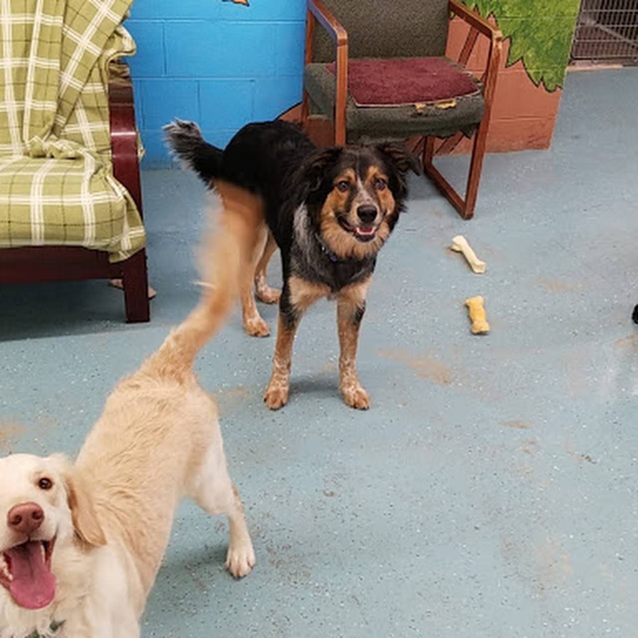 Forest Home Animal Clinic Doggie Day Camp & Boarding Dog day care