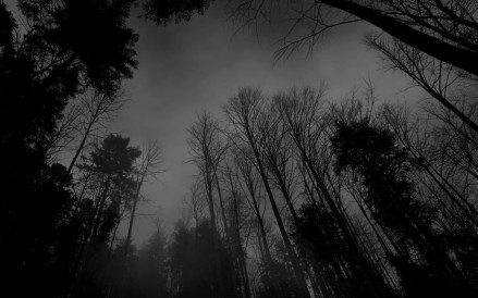 TreeShadow