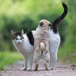 Photo n°5 de Le Val de l'enchanteur : Élevage/vente de Carlin Noir ou Carlin Sables en Bourgogne Franche Comté France à Moux-en-Morvan (Éleveur de chiens)