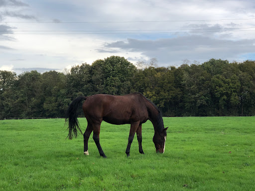 Photo de Résidence Equine du Domaine du Verseau à Sagy (71580)