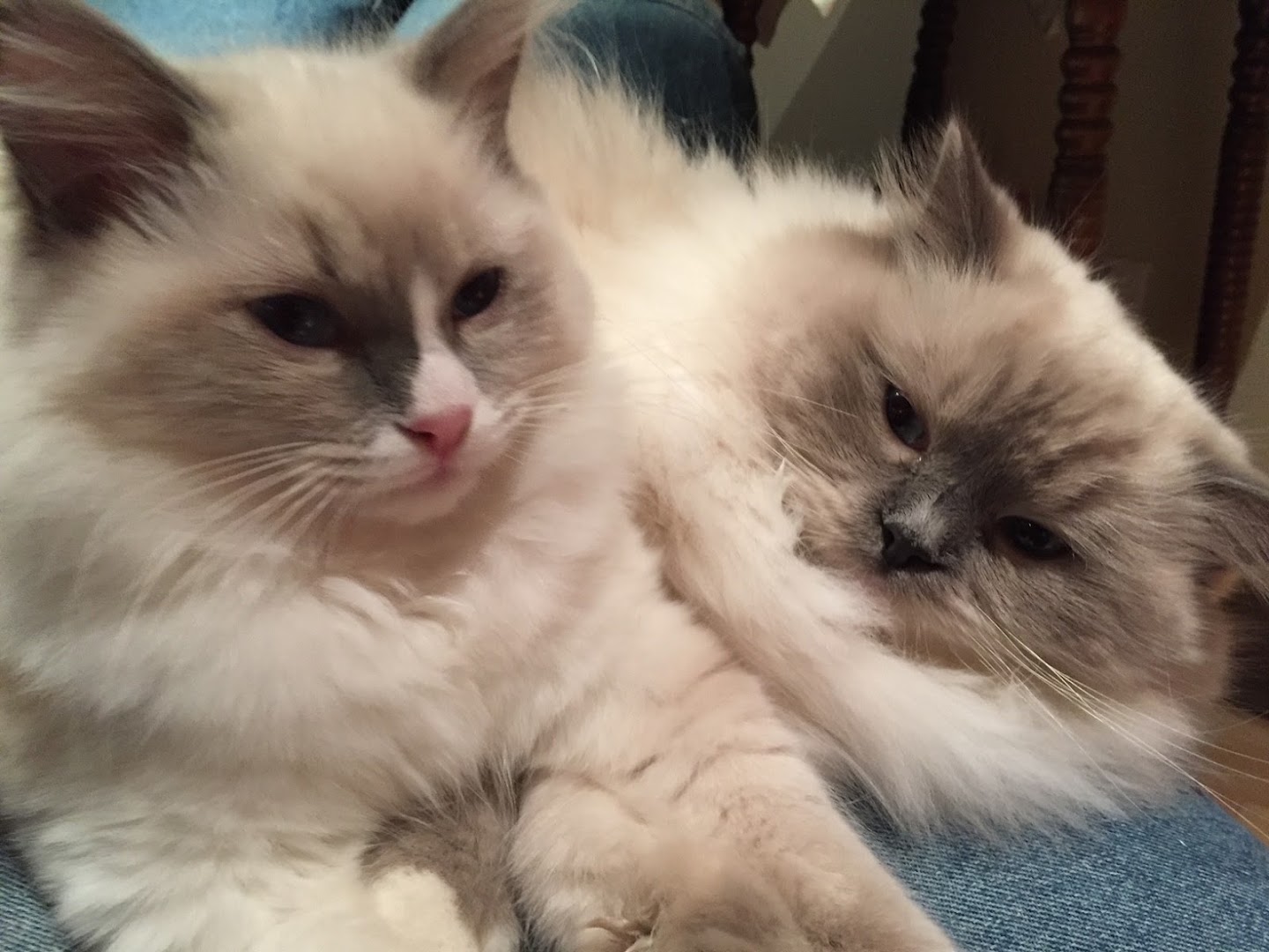 VCA Canada Bellbrae Animal Hospital