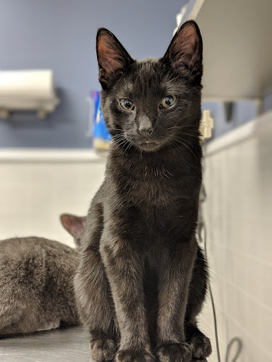 MARS Veterinary Services - Visual