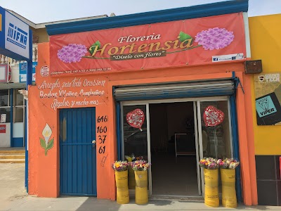 Floreria Hortensia, Baja California, Mexico