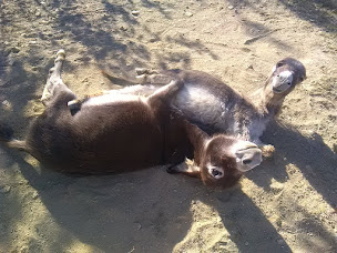 Photo n°7 de A la Ferme de Titou à Saint-Maime (Ferme à visiter)