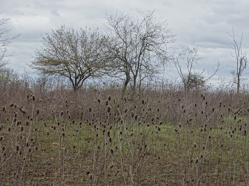 MEADOW TRAIL - Visual