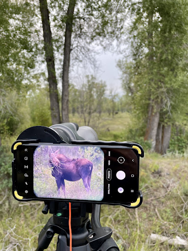 Bear Witness Safari - Thumbnail
