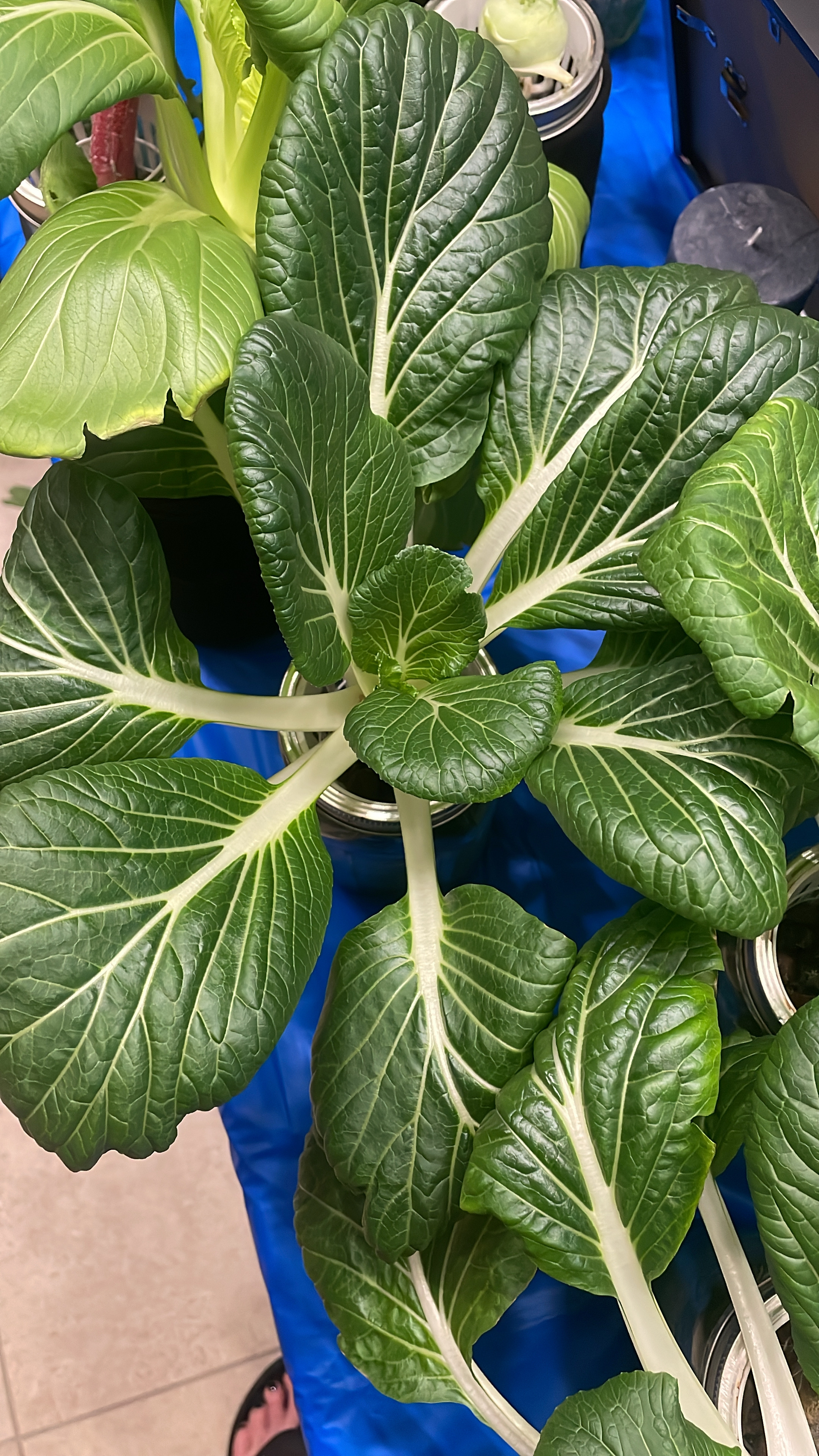 Hydro Lux - Indoor Hydroponic Garden