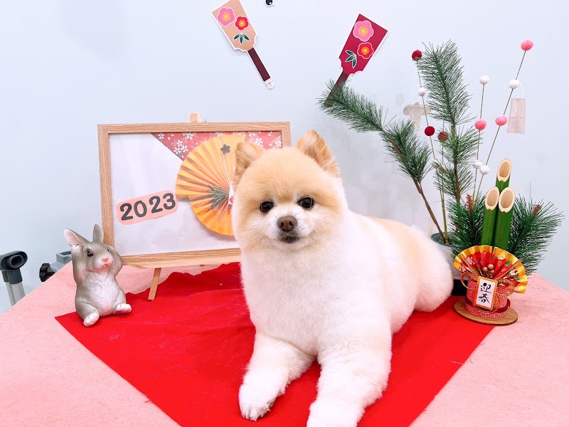 ペットサロン ミニョンヌ