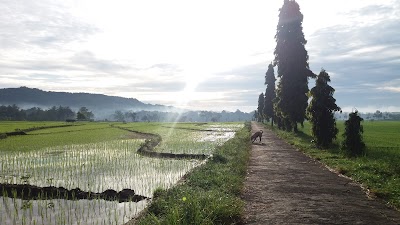 Photos of DolanDeso Boro