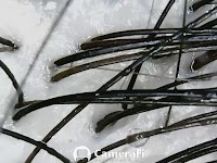 フレッシュモアライオン本店