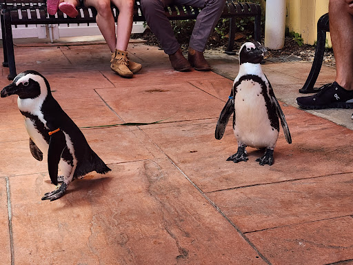 Penguin Beach Gallery - United States
