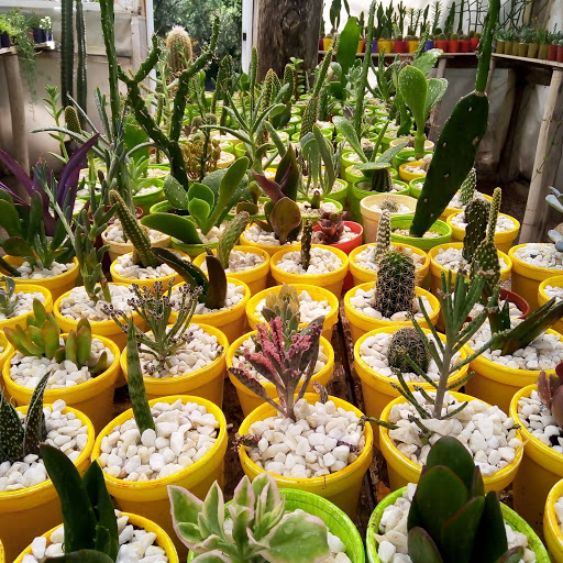 Vivero de cactus y suculentas Antu Nehuen - Foto 1