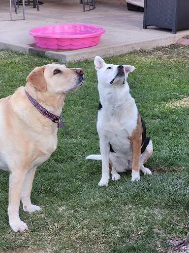Nelson Animal Hospital - Thumbnail
