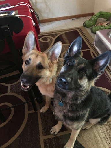 Chaney's Canine Country Club & Grooming Room Gallery - United States